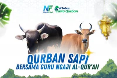 Qurban Sapi